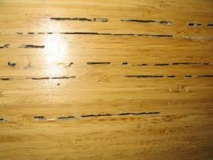 termite control