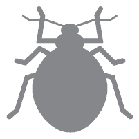bed bug icon
