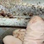 bed bug infestation