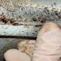 bed bug infestation