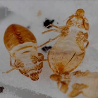 molted bed bug skin