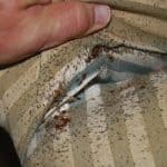 bed bug infestation