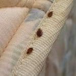 bed bugs traveling