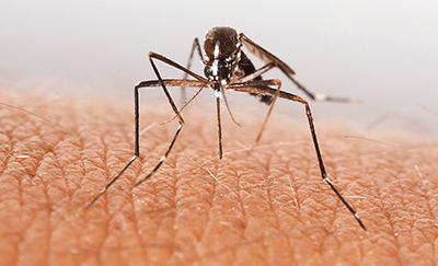 Oklahoma Mosquito Control