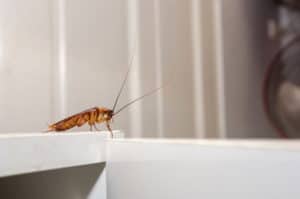 An example of a cockroach in the household
