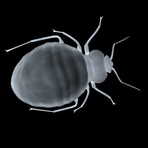 bed bug hacks this thanksgiving