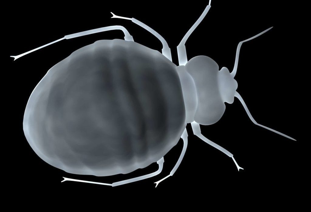 bed bug hacks this thanksgiving
